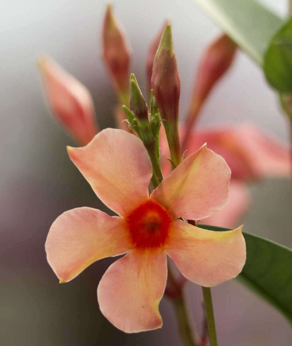 Diamantina Jade Orange Coral F Ausschnitt Mandevilla Dipladenia