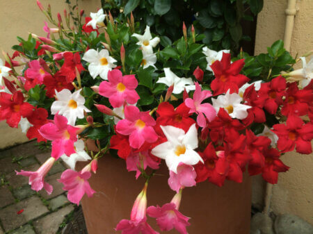 Mandevilla Diamantina Trio