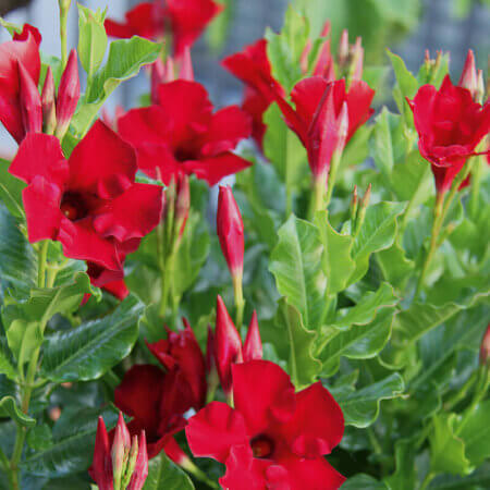 Mandevilla Sorte: Colibri Red Velvet