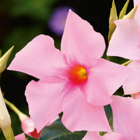 Mandevilla-Sorte: Diamantina Tourmaline Rose